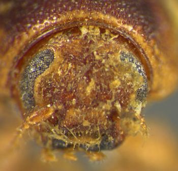 Media type: image;   Entomology 8409 Aspect: head frontal view